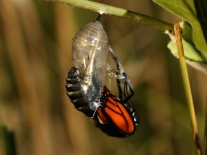 Butterfly in a cocoon